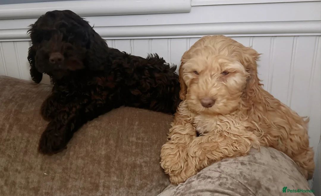 Cockapoo dogs for sale: Quality Cockapoo Puppies - Ready Now - Advert 8