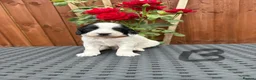Cockapoo dogs for sale: Cockatoo puppies in Royston - Advert 4