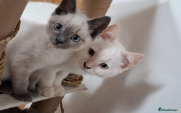 British Shorthair cats for sale: 5 BSH kittens available - Image 5
