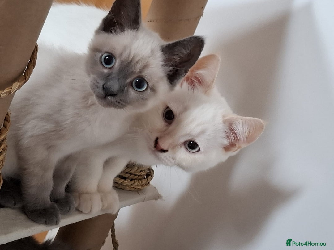 British Shorthair cats for sale: 5 BSH kittens available - Image 5