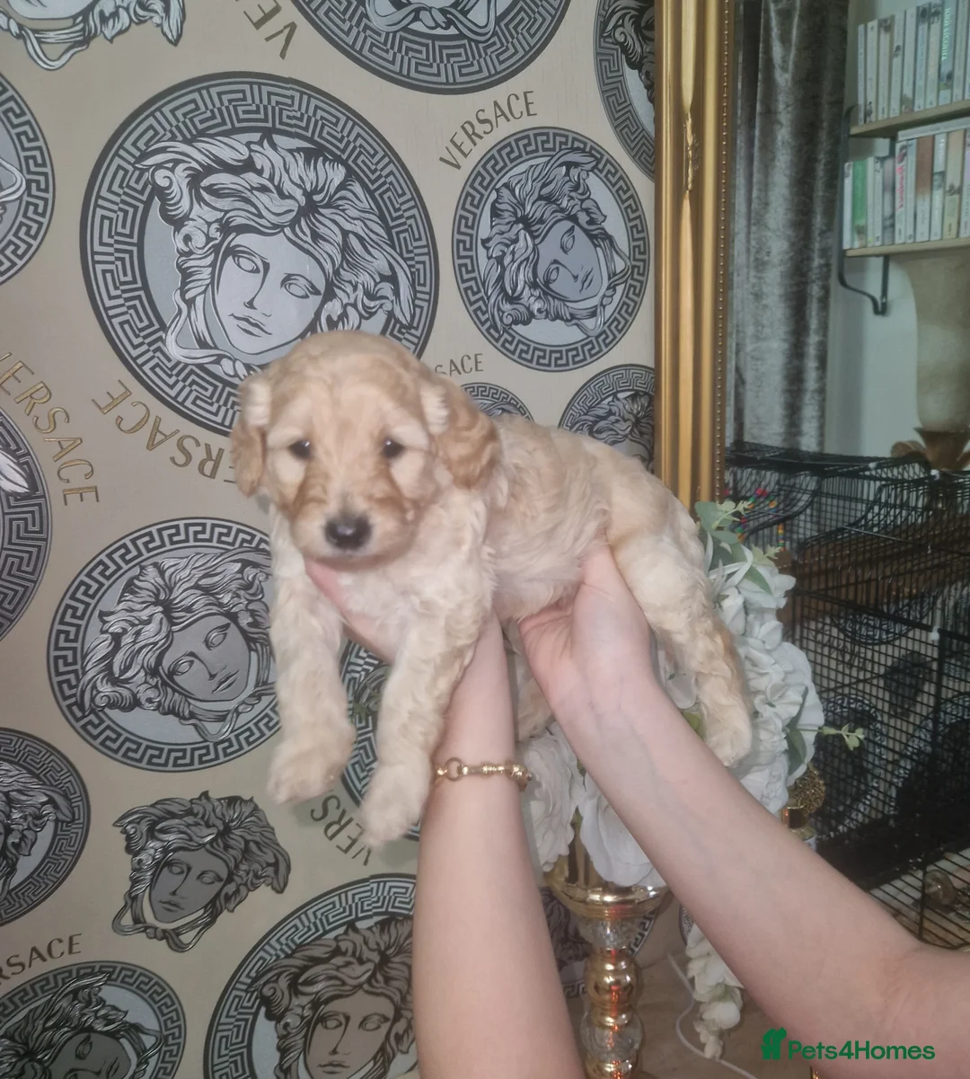 Labradoodle dogs for sale: F1b toy labradoodles - Advert 10