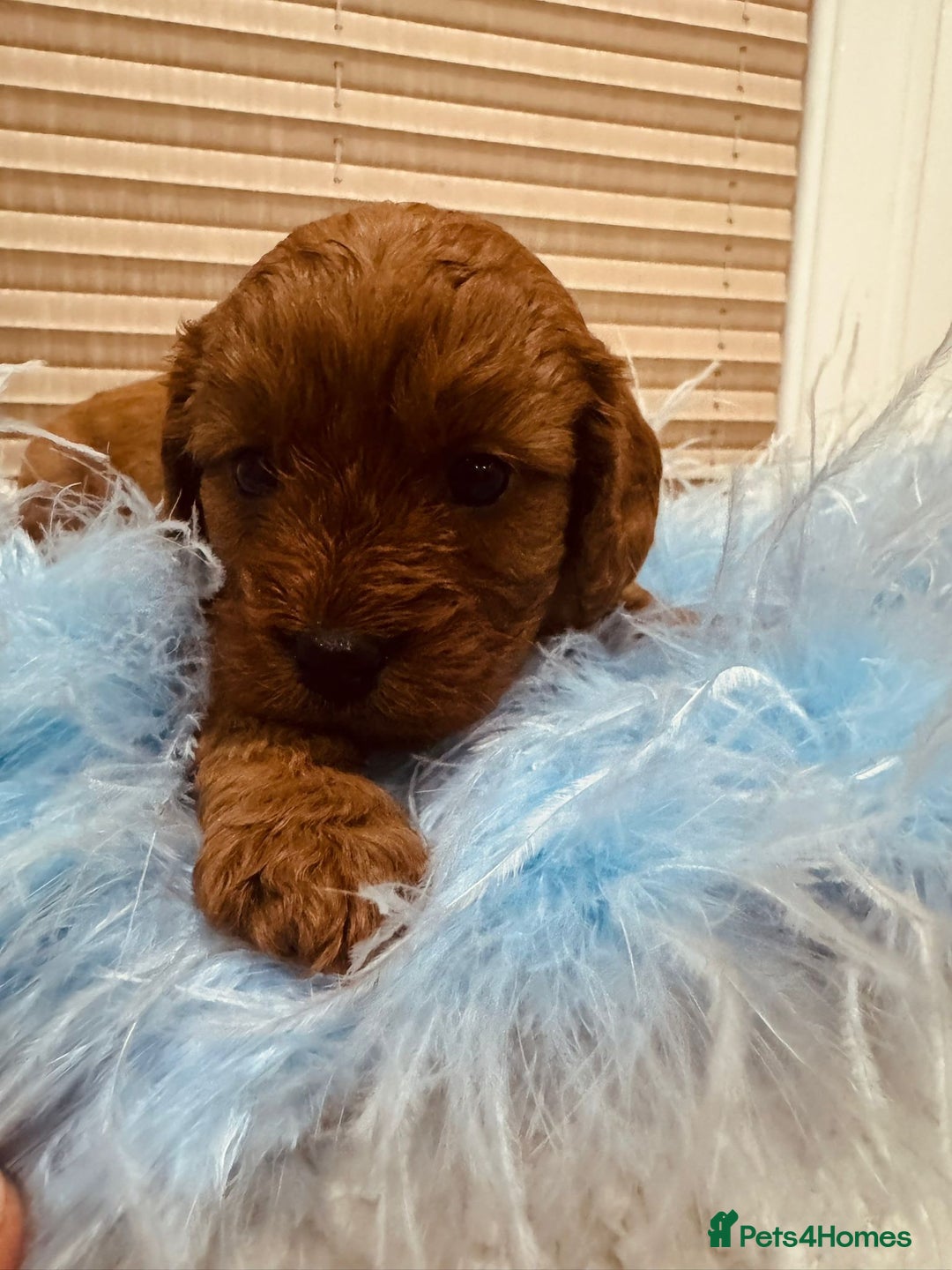 Cavapoo dogs for sale: A wonderful litter of 6 red teddy cavapoos  - Advert 5