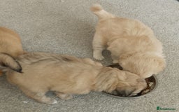 Maltipoo dogs for sale: Maltipoo - Image 10