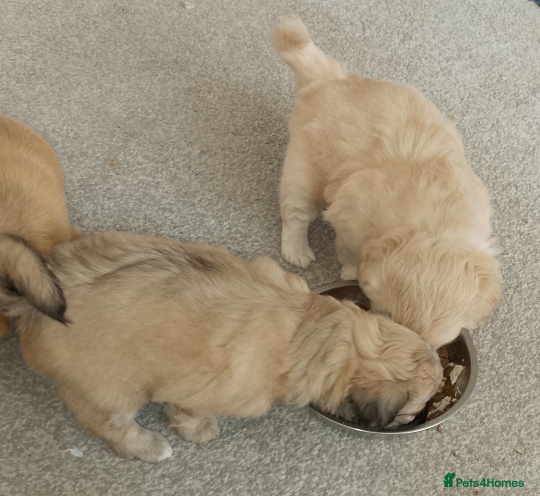 Maltipoo dogs for sale: Maltipoo - Image 10