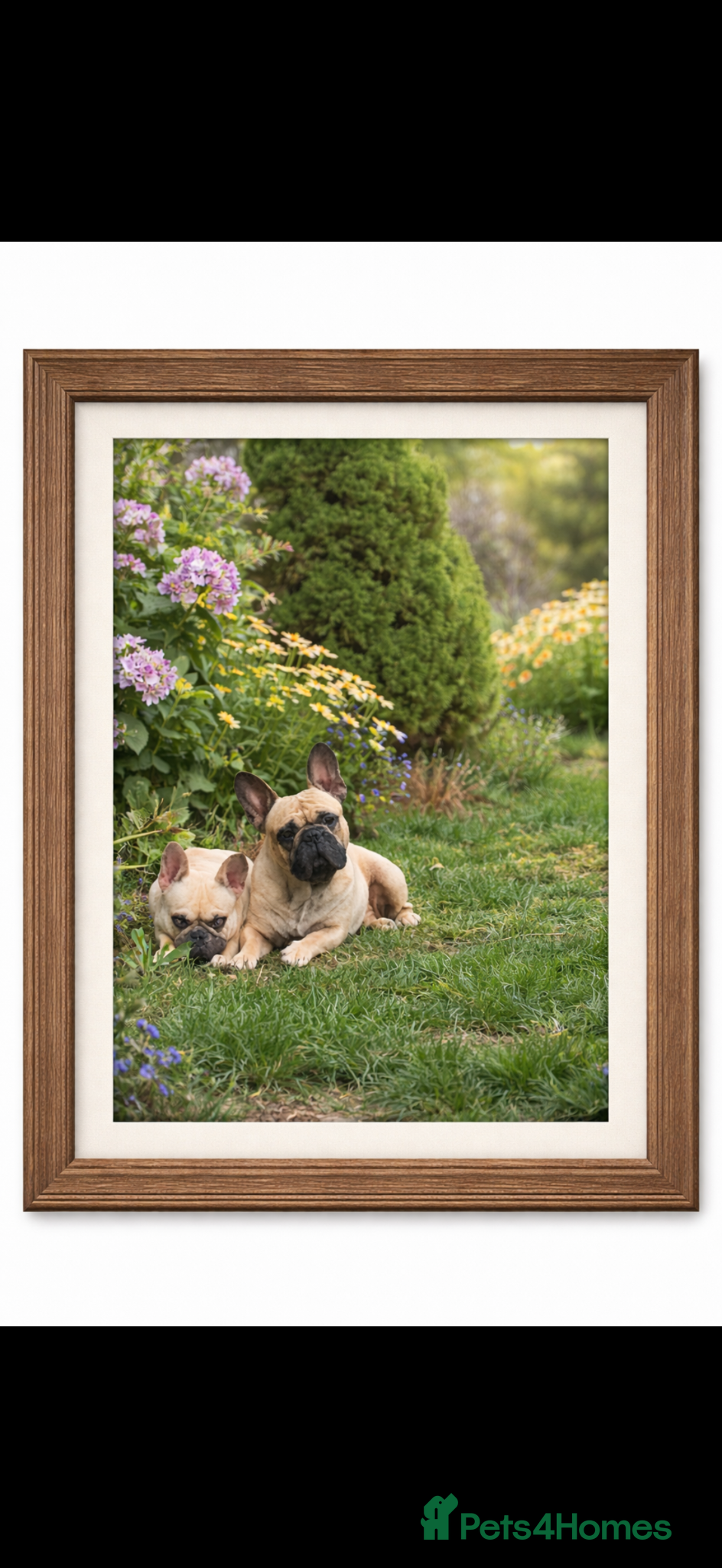French Bulldog dogs French bulldog for stud *PROVEN* - Advert 23