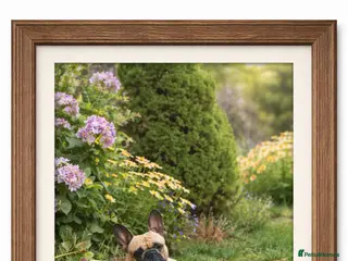 French Bulldog dogs French bulldog for stud *PROVEN* - Advert 23