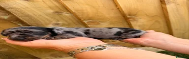 Miniature Dachshund Puppy 2