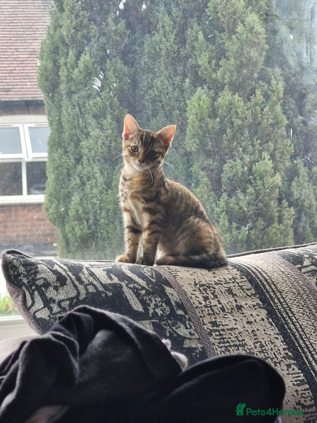 Mixed Breed cats for sale: 2 Tabby kittens  - Image 3