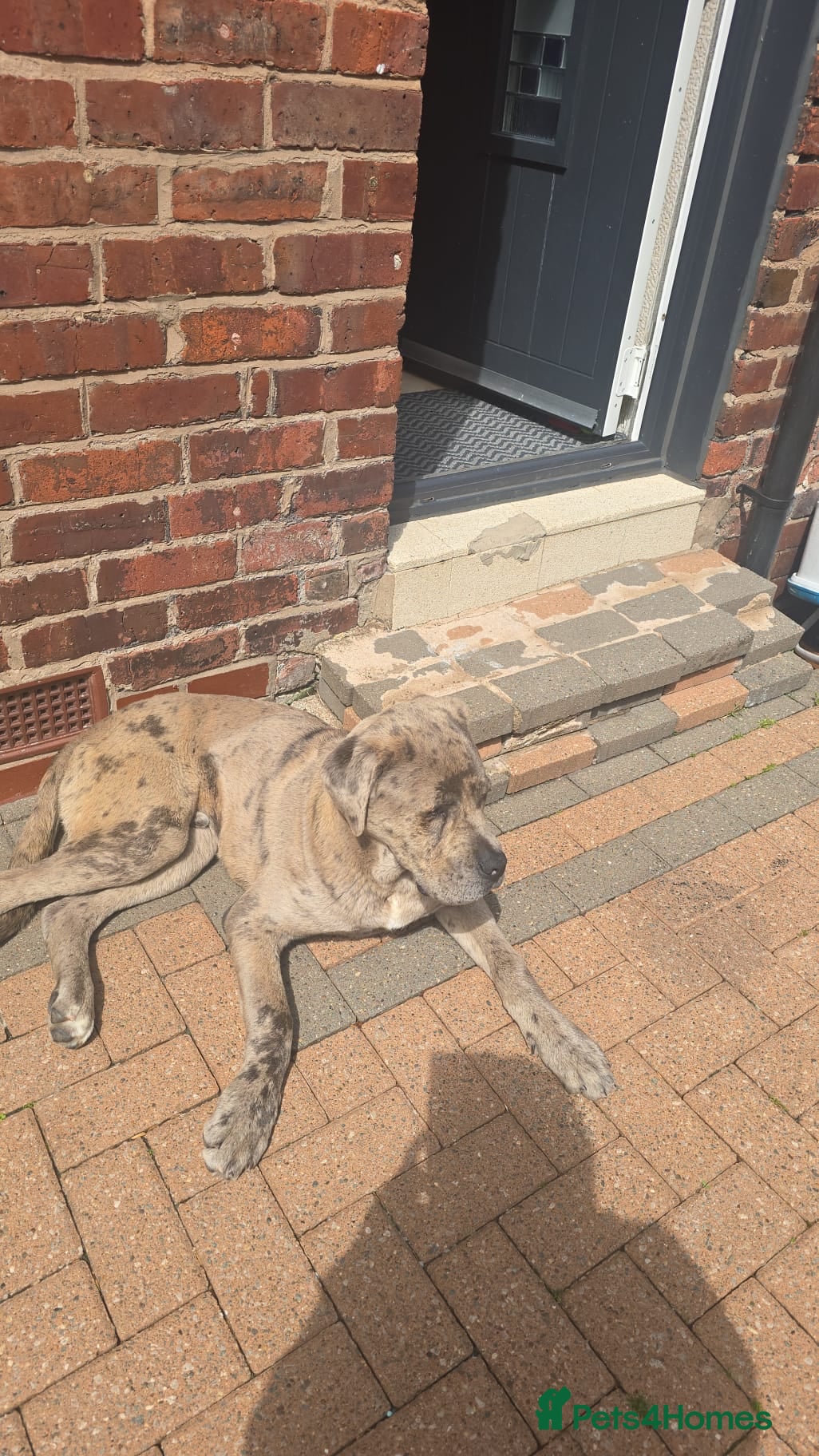 Cane Corso dogs for sale: Beautiful cane corso Male - Advert 4