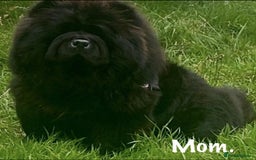 Chow Chow dogs for sale: 🌟Quality Chow Chow Puppies-ChampionLines🌟 - Image 26