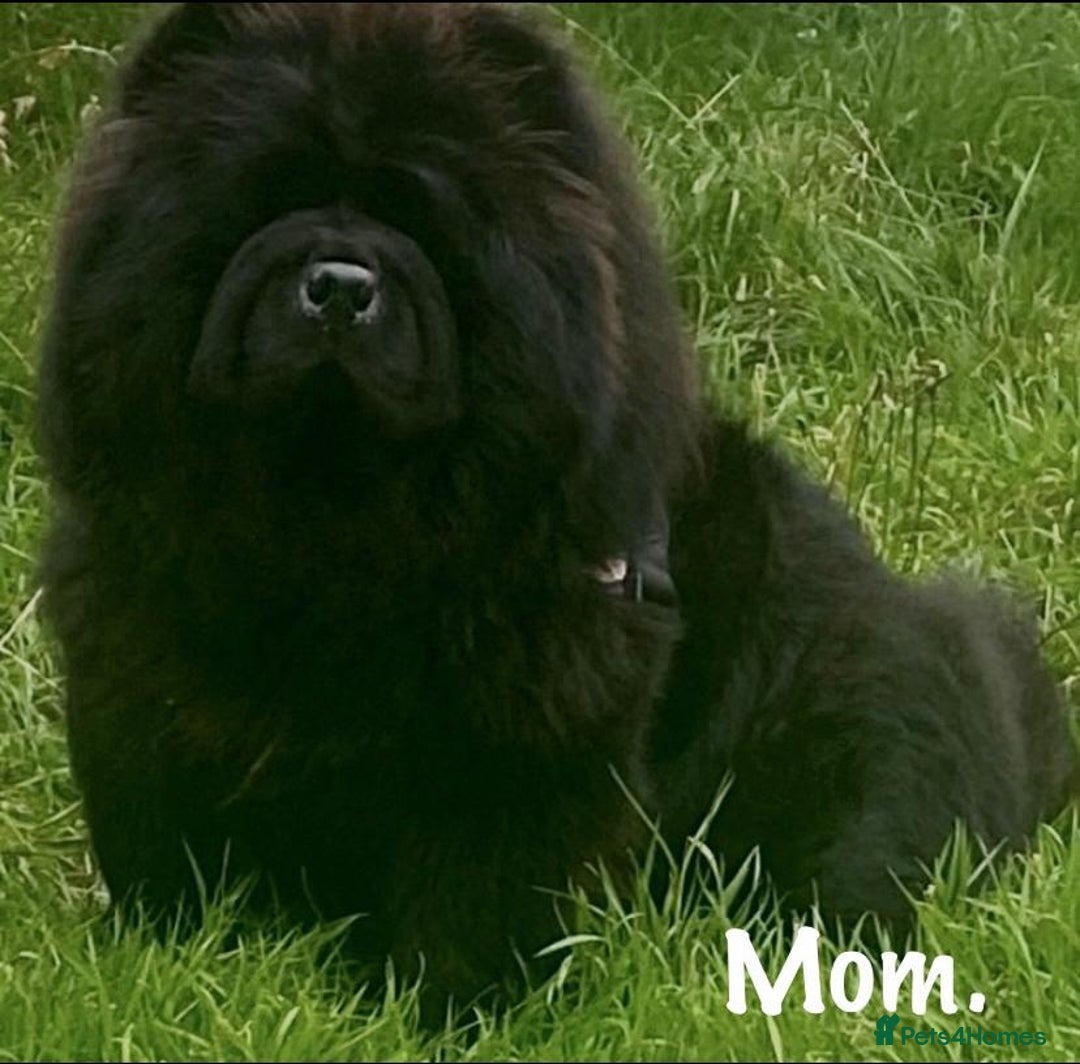 Chow Chow dogs for sale: 🌟Quality Chow Chow Puppies-ChampionLines🌟 - Image 26