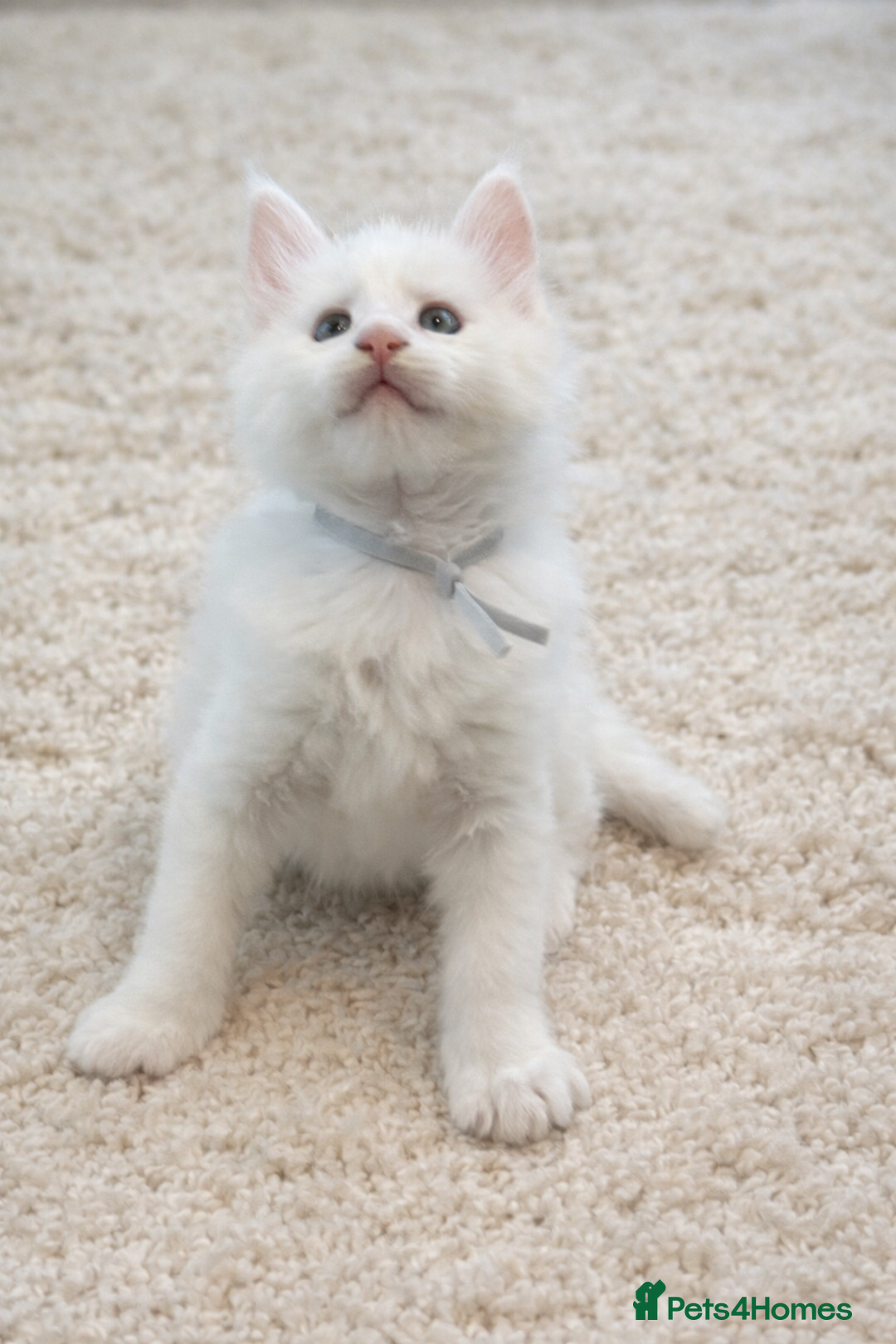 Maine Coon cats for sale: Outstanding pedigree kittens - Advert 25