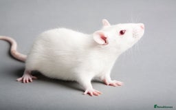Rat rodents for sale: Fancy rats  - Image 3