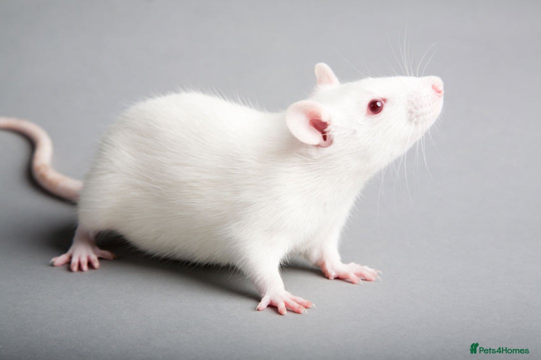 Rat rodents for sale: Fancy rats  - Image 3
