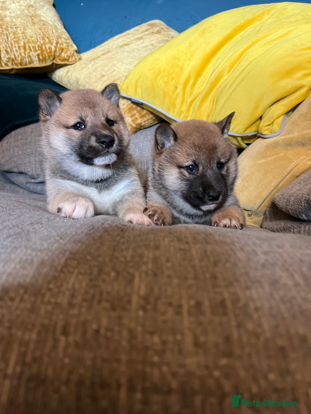 Japanese Shiba Inu dogs for sale: K.C reg Japanese Shiba Inu Puppies - Image 8