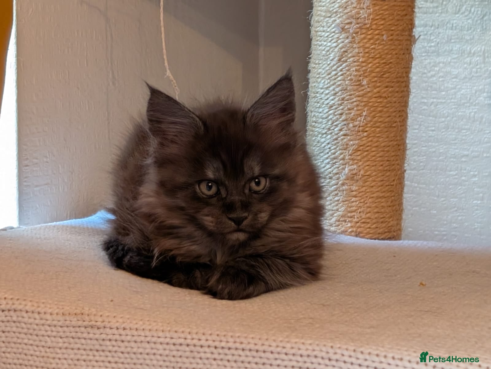 Maine Coon cats PEDIGREE BLACK SMOKE MAINE COON MALE TICA  - Advert 3