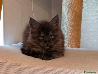 Maine Coon cats PEDIGREE BLACK SMOKE MAINE COON MALE TICA - Advert 3