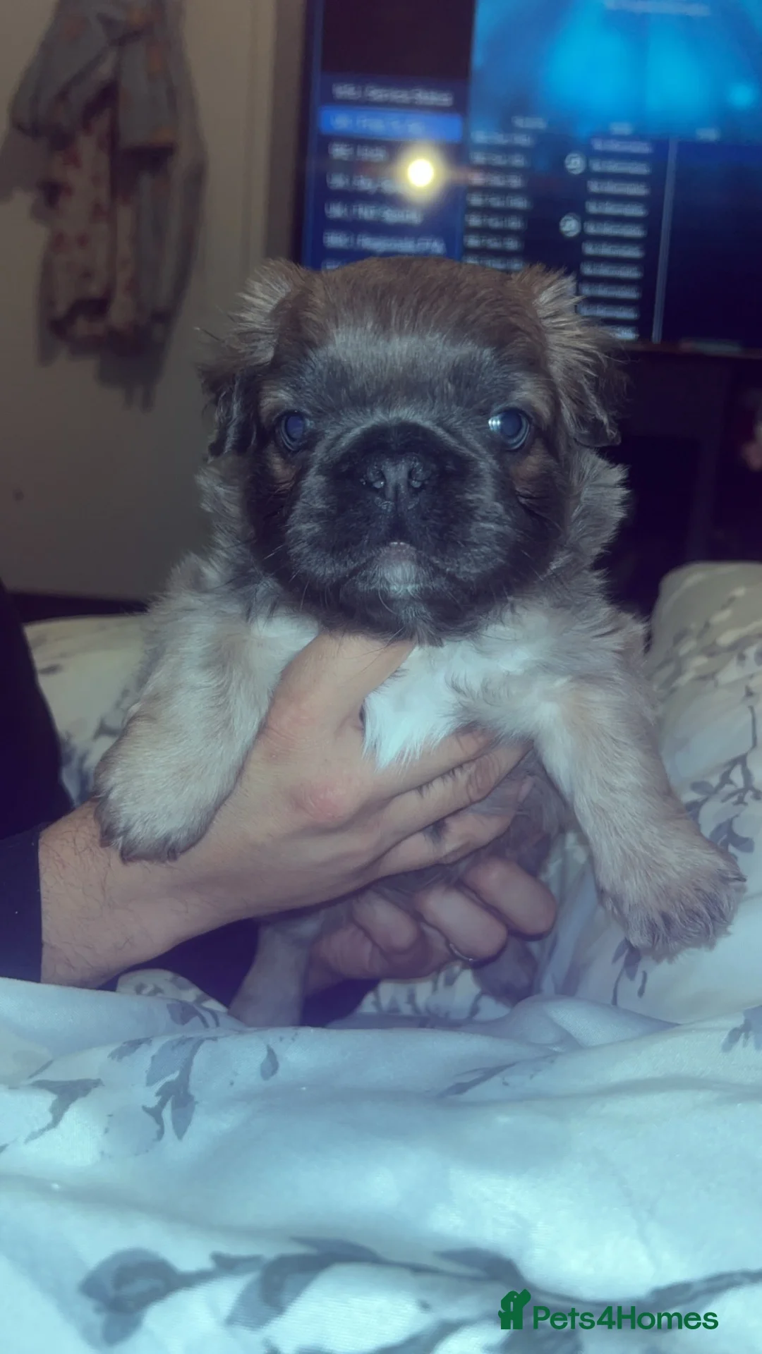 French Bulldog dogs for sale: Female visual fluffy frenchie  - Advert 2