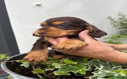 Cocker Spaniel dogs for sale: Show cocker spaniels  - Image 29