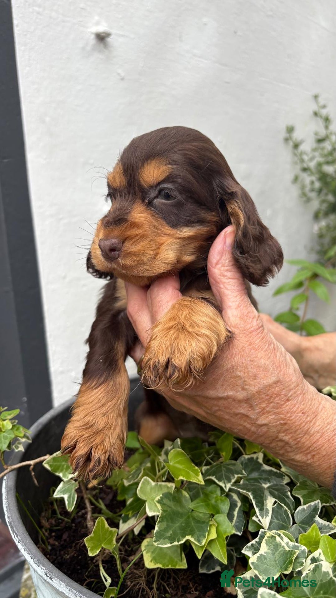 Cocker Spaniel dogs for sale: Show cocker spaniels  - Image 29