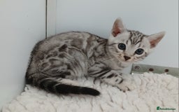 Bengal cats for sale: Stunning Bengal kittens - Image 12