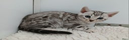 Bengal cats for sale: Stunning Bengal kittens - Advert 12