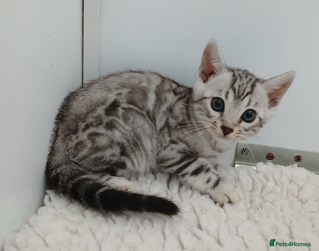 Bengal cats for sale: Stunning Bengal kittens - Image 12