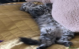 Maine Coon cats for sale: Beautiful Genie 3/4 Maine Coon entire female  - Image 7
