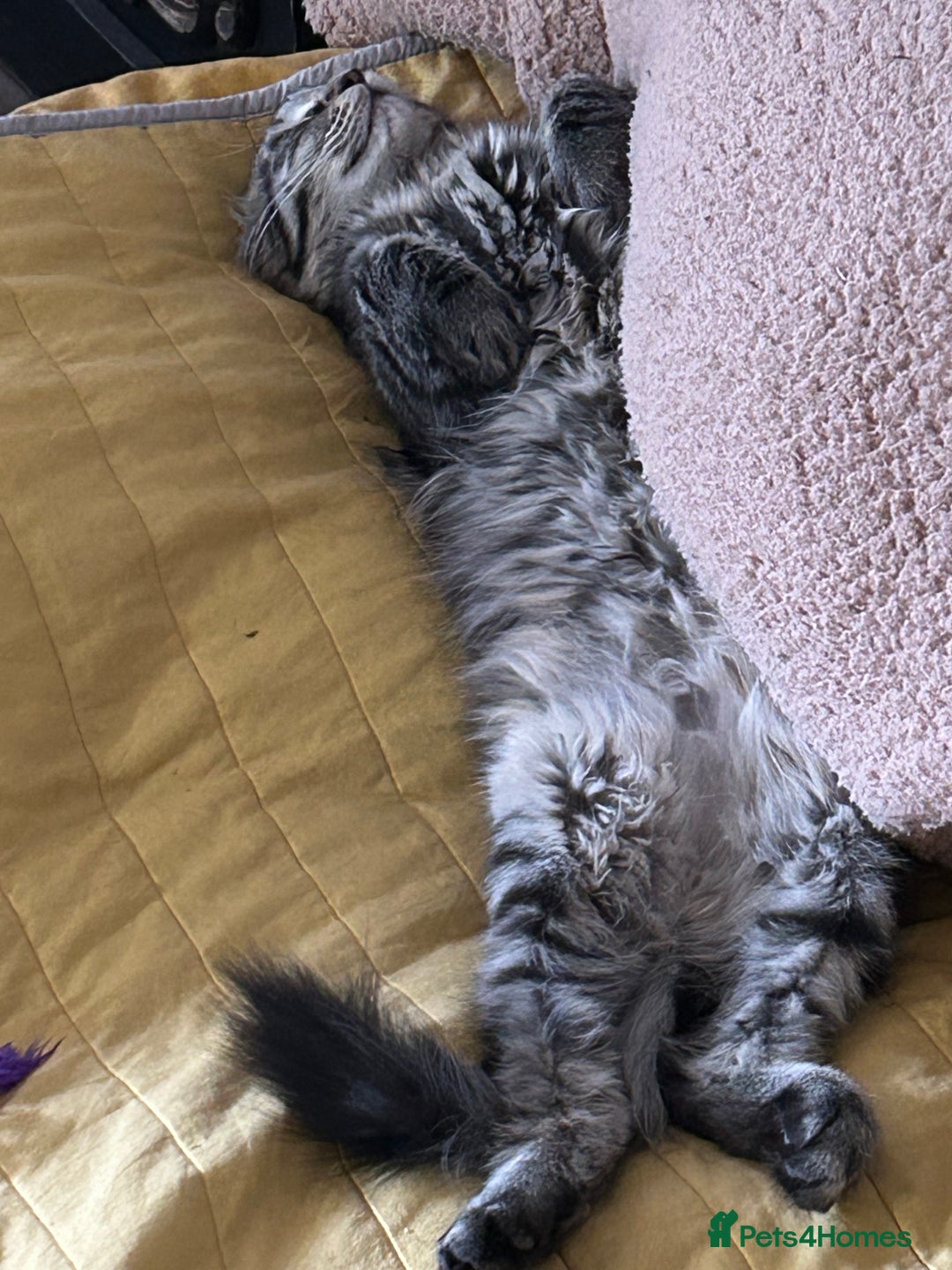 Maine Coon cats for sale: Beautiful Genie 3/4 Maine Coon entire female  - Image 7