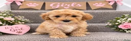 Coton De Tulear dogs for sale: Coton noodles puppies ready now  - Advert 5