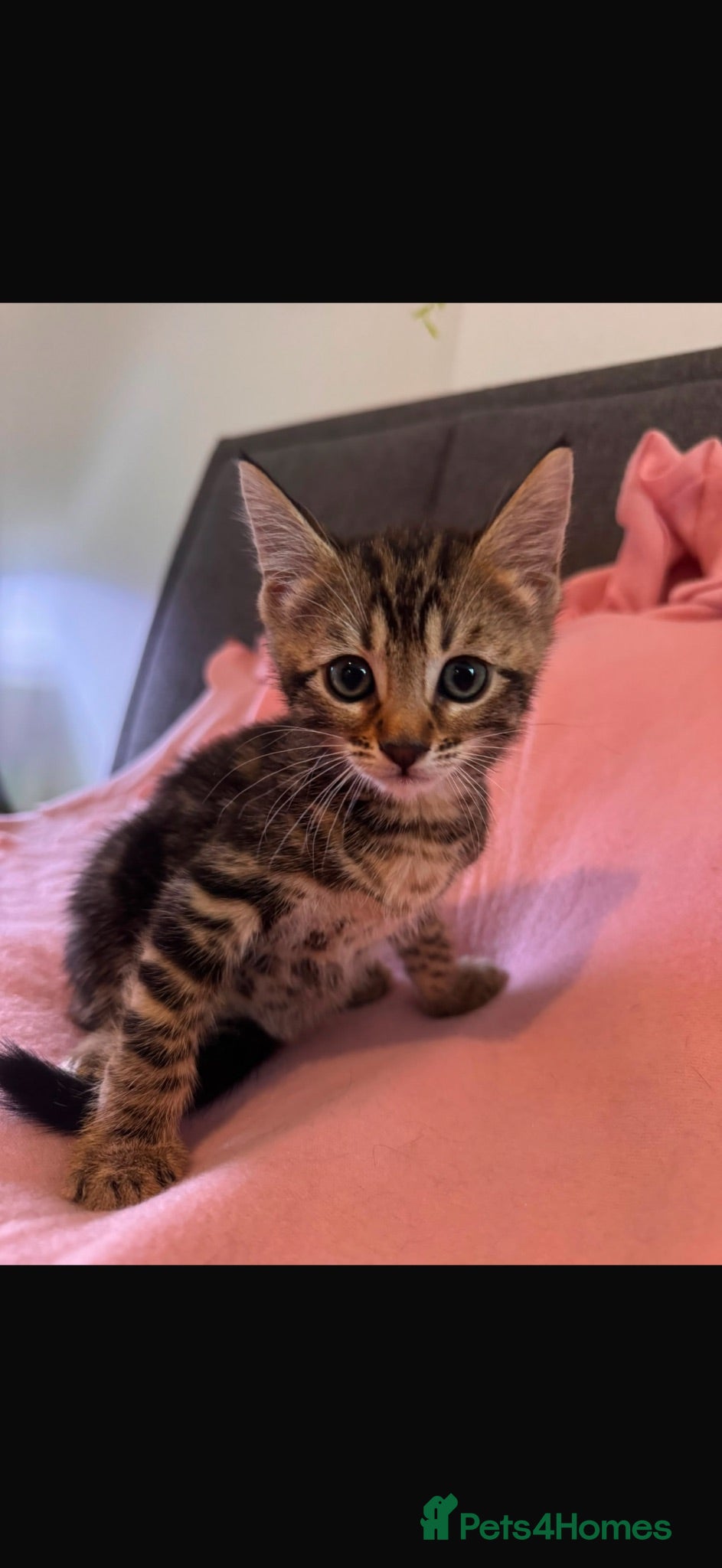Mixed Breed cats Beautiful Girl Shorthair x Bengal Kitten - Advert 1