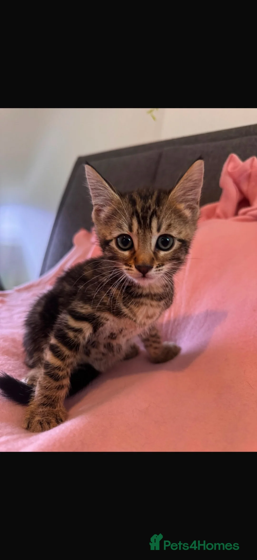 Mixed Breed cats for sale: Beautiful Girl Shorthair x Bengal Kitten - Advert 1