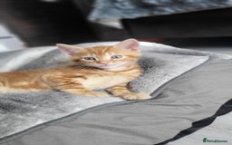 Mixed Breed cats for sale: Beautiful kittens for sale - Image 6