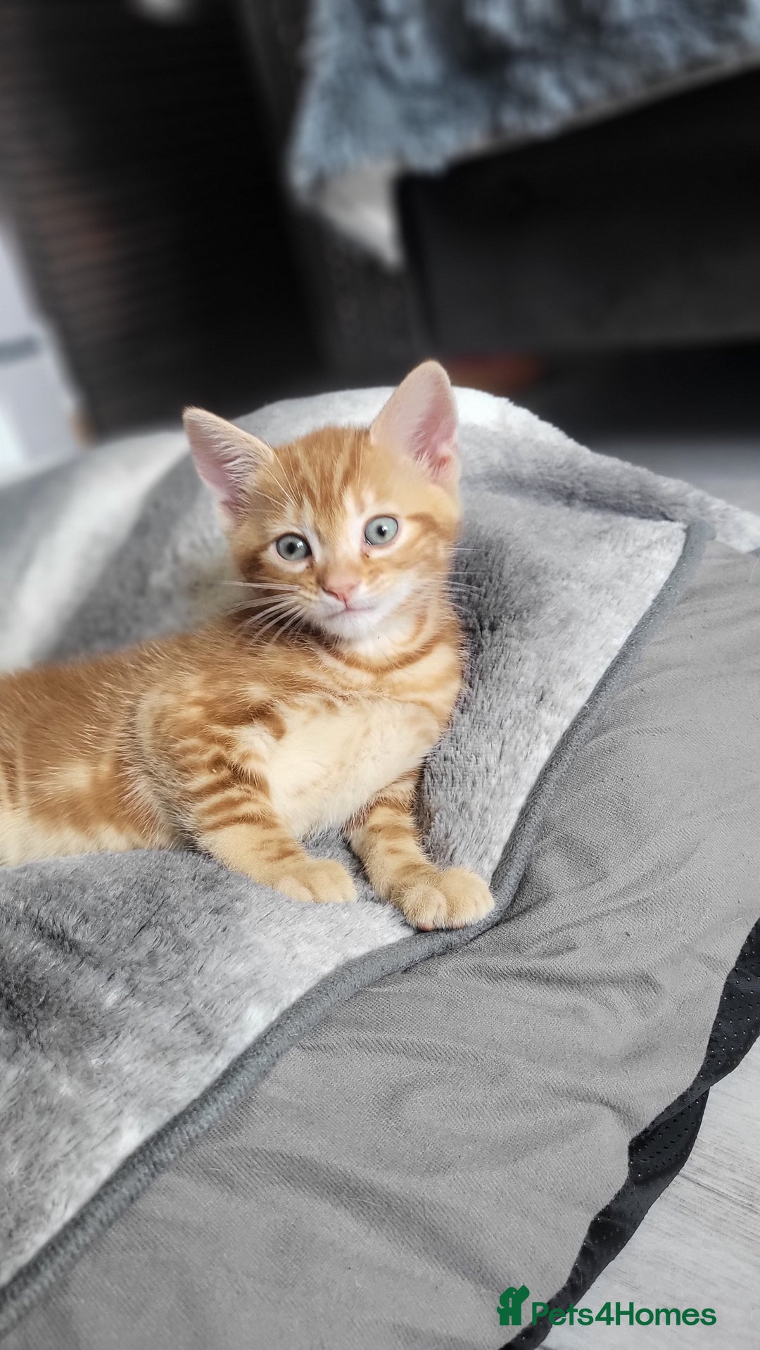 Mixed Breed cats for sale: Beautiful kittens for sale - Image 6