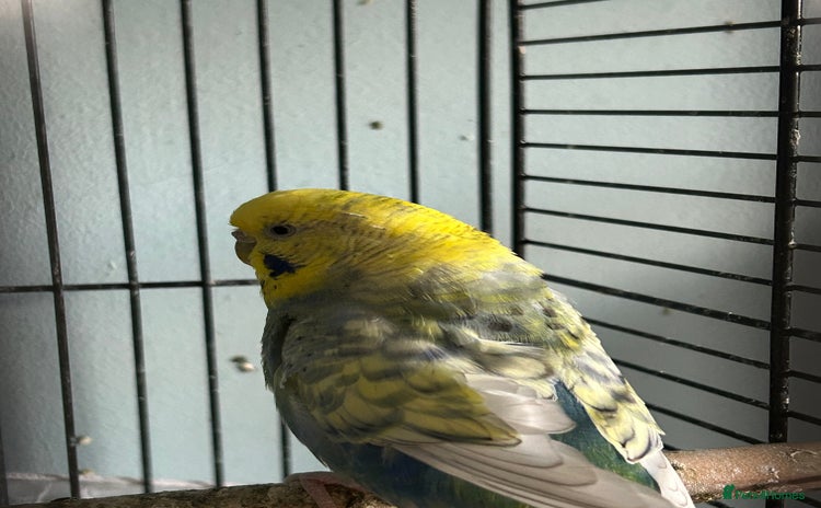 Budgerigars birds - Advert 8