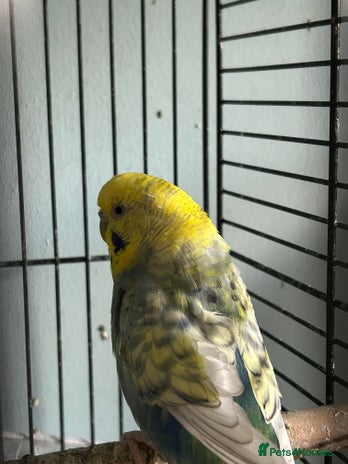 Budgerigars birds - Advert 17
