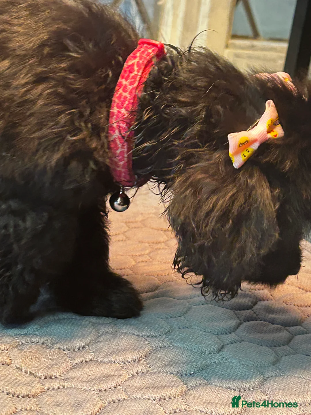 Cockapoo dogs for sale:  Northampton Cockapoos. Adorable F1 puppies - Advert 5