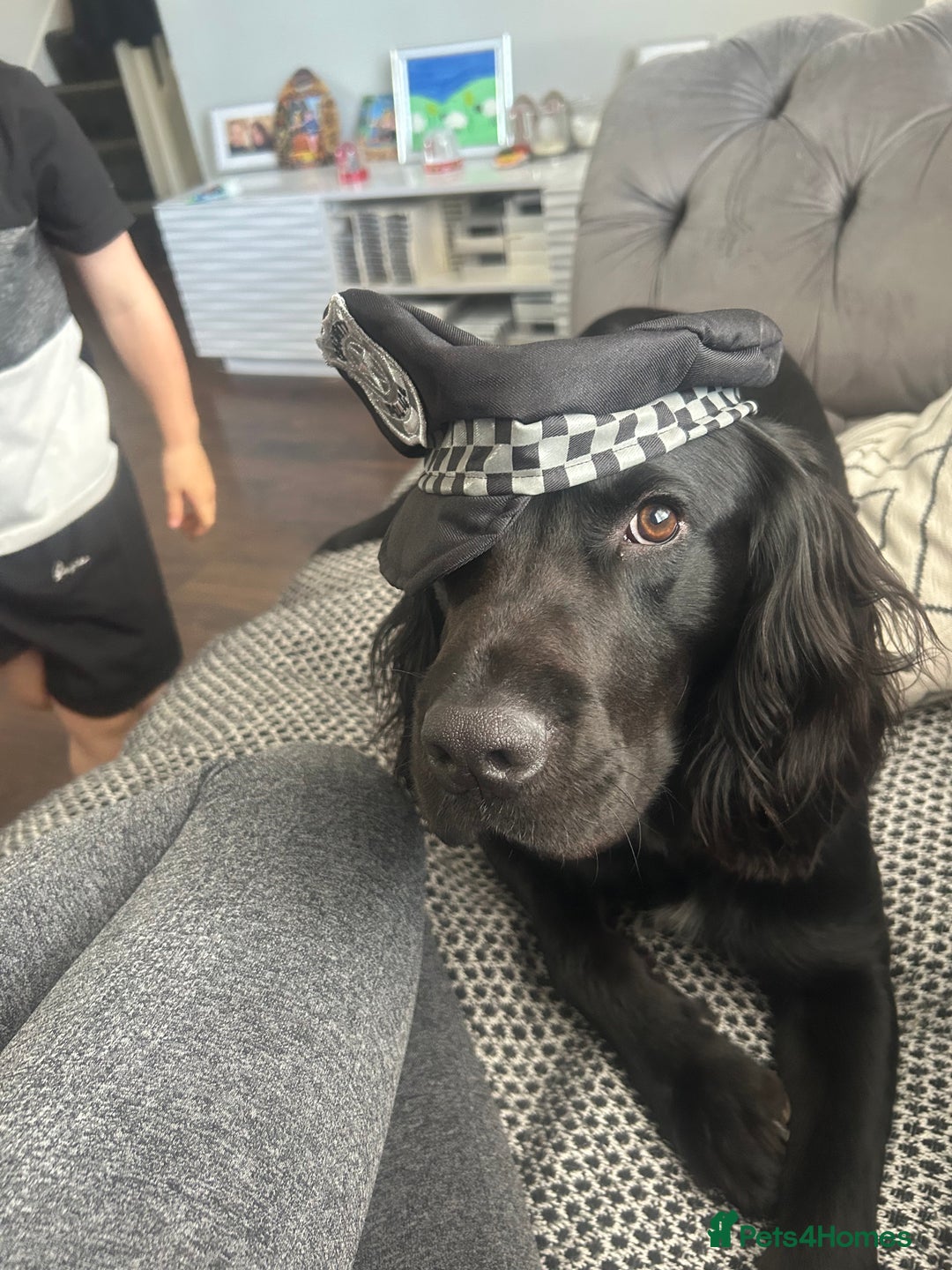 Sprocker dogs for stud: Large sprocker for stud - Advert 11