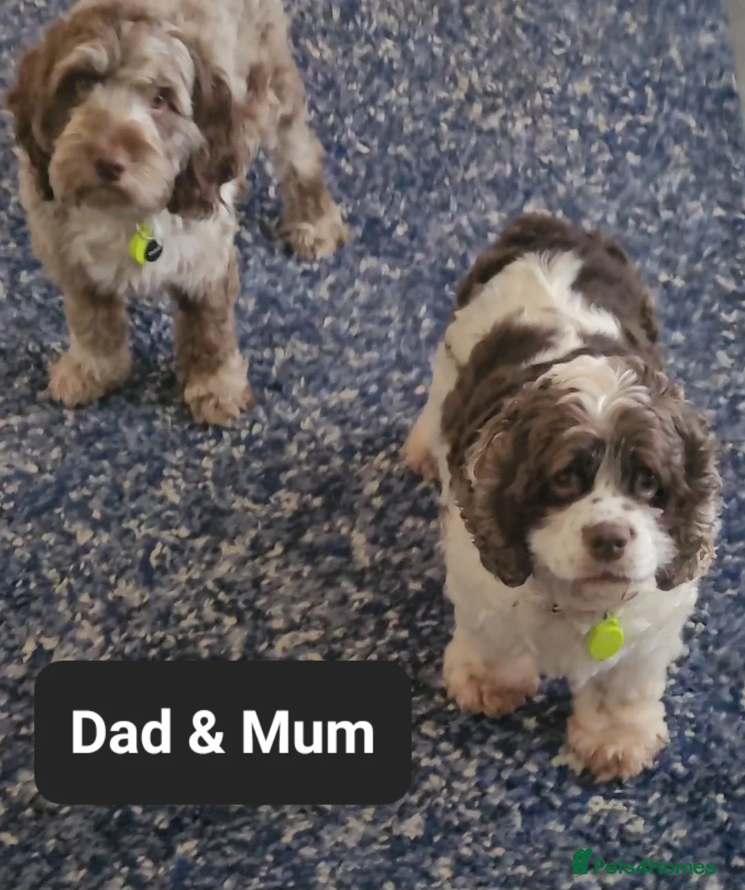 Mixed Breed dogs for sale: CAVAPOO PUPPIES FOR SALE - Advert 2