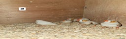 Finches birds for sale: Zebra finch   - Advert 6