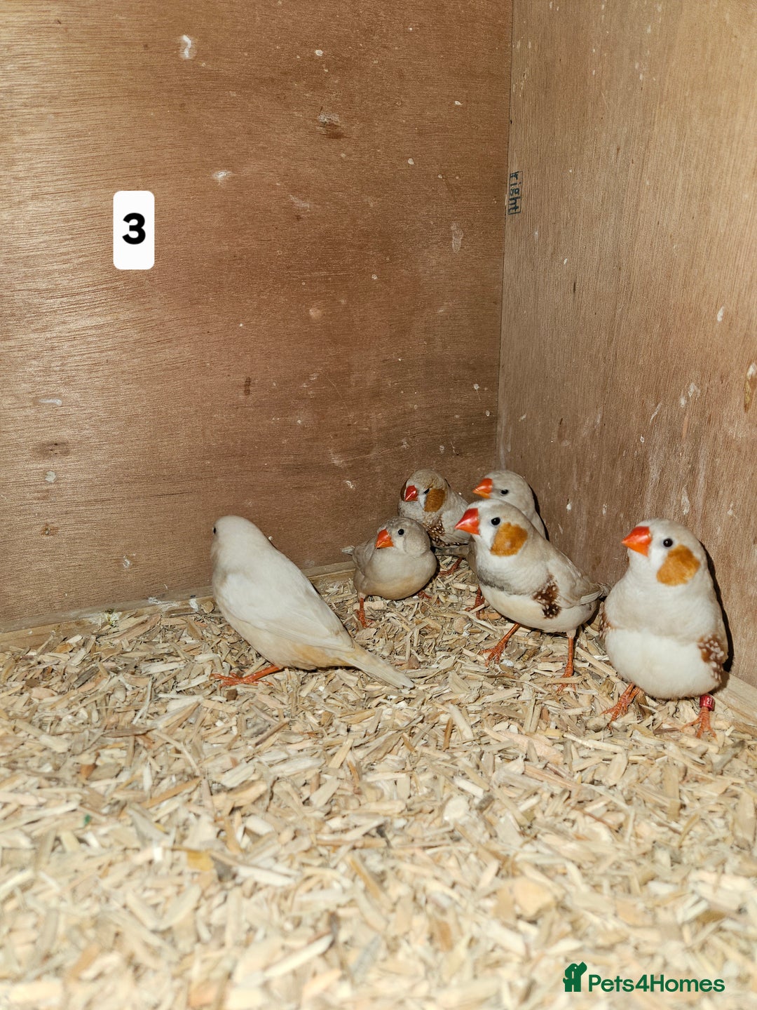 Finches birds for sale: Zebra finch   - Advert 6