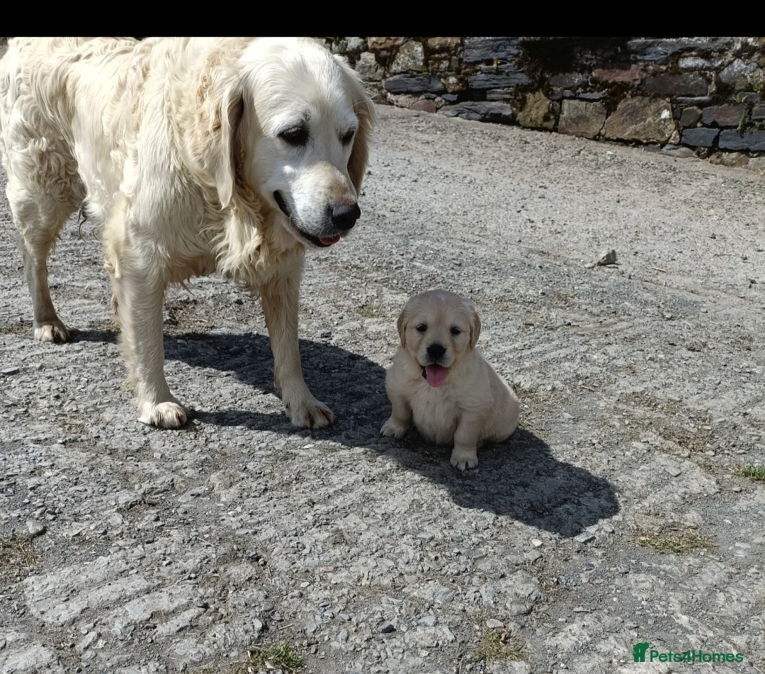 Golden Retriever dogs for sale: **only girls available now** - Advert 2