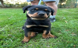 Rottweiler dogs for sale: 14 week old male puppy - Image 1