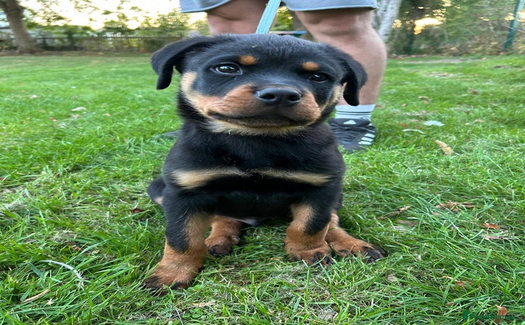 Rottweiler dogs - Advert 3
