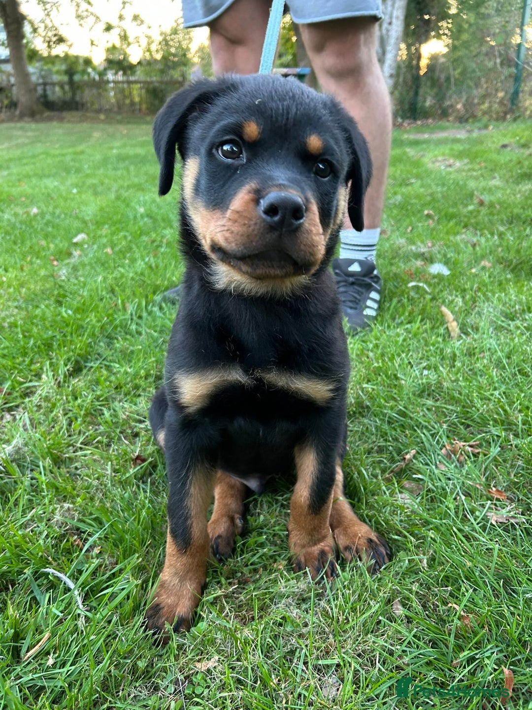 Rottweiler dogs for sale: 14 week old male puppy - Image 1