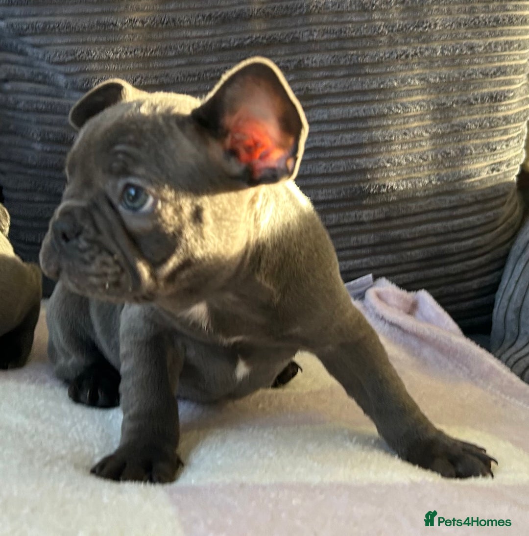 French Bulldog dogs for sale: 4 Solid Blue French Bulldog Girls - Advert 16