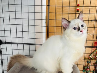 Ragdoll cats Beautiful ragdoll kittens - Advert 2