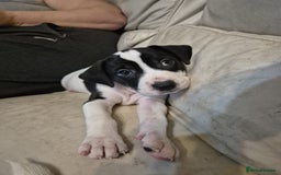 Mixed Breed dogs for sale: Staffy x malonios - Advert 8