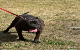 Presa Canario dogs for sale: Presa canario female - Image 6