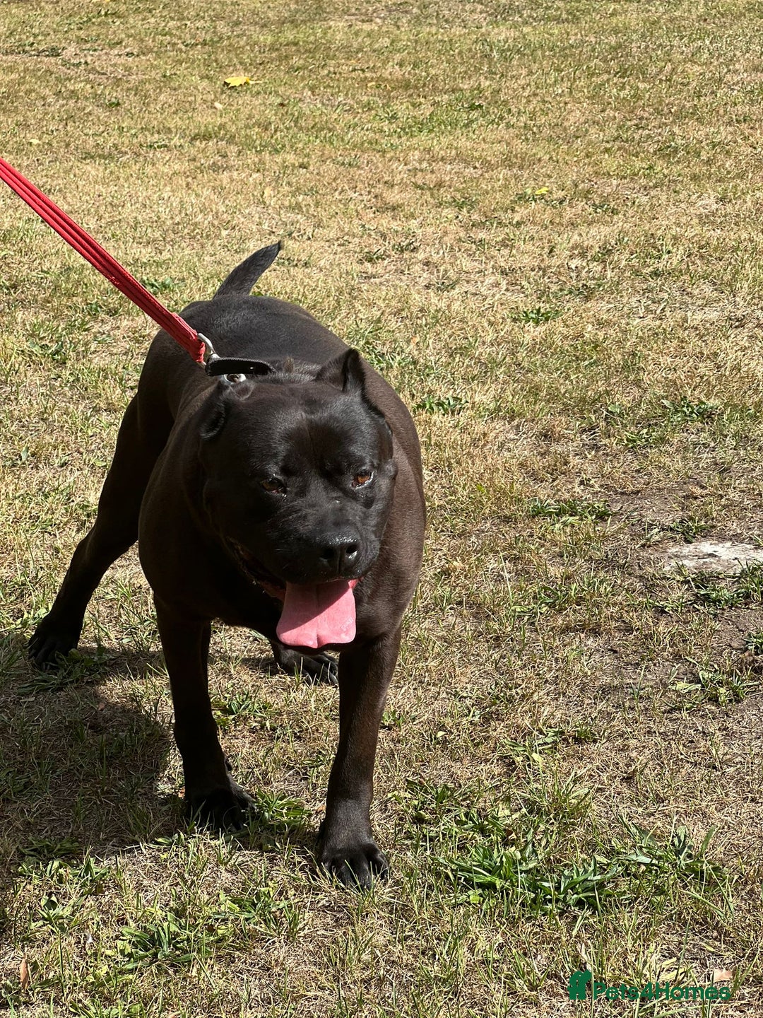 Presa Canario dogs for sale: Presa canario female - Image 6